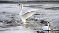 Envol du cygne